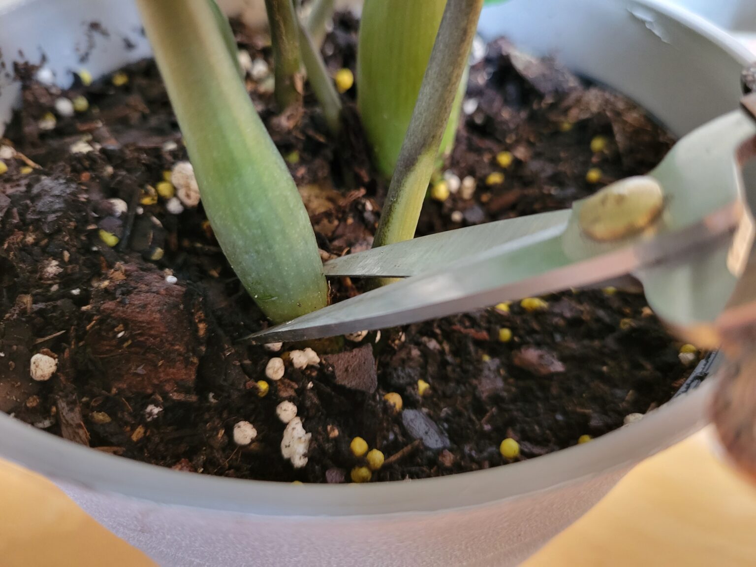 How to Propagate ZZ Plants StepByStep (With Pictures)