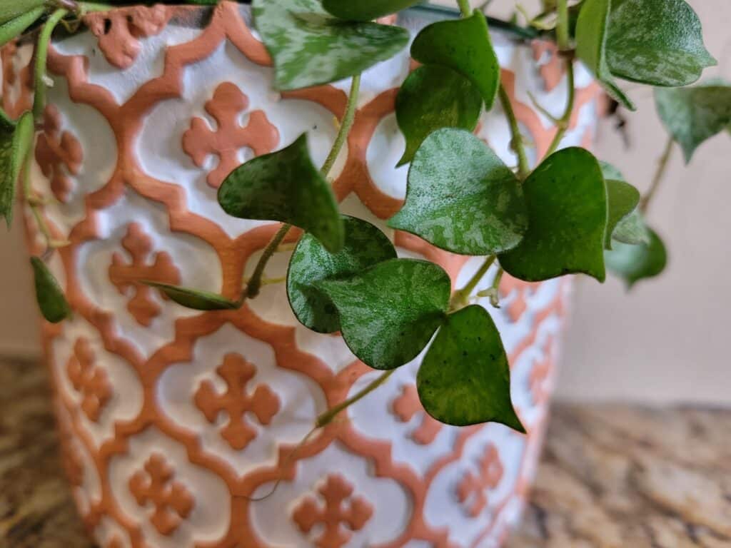 history and culture of hoya curtisii