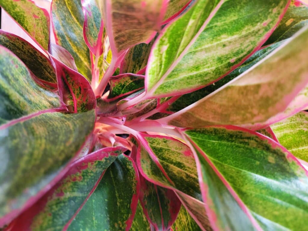 history of aglaonema