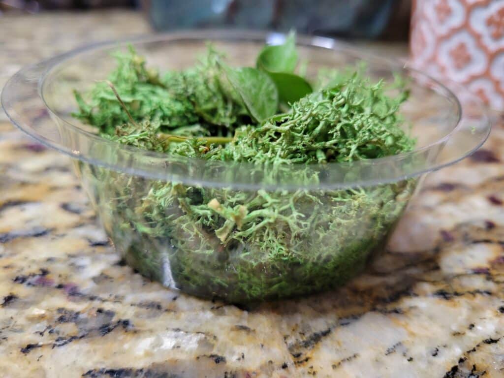 hoya curtisii in moss