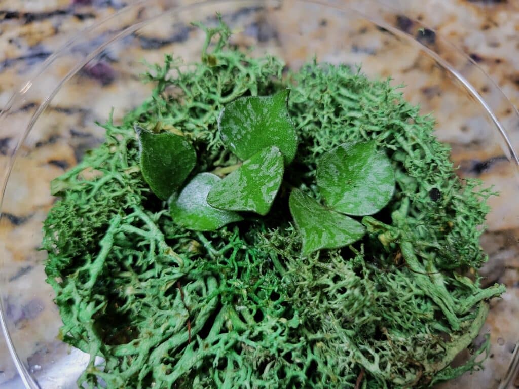 hoya curtisii moss propagation