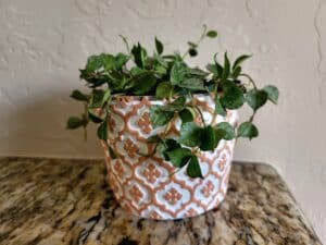 hoya curtisii propagation