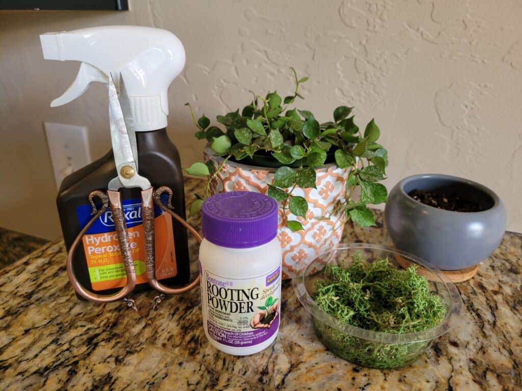 hoya curtisii propagation tools