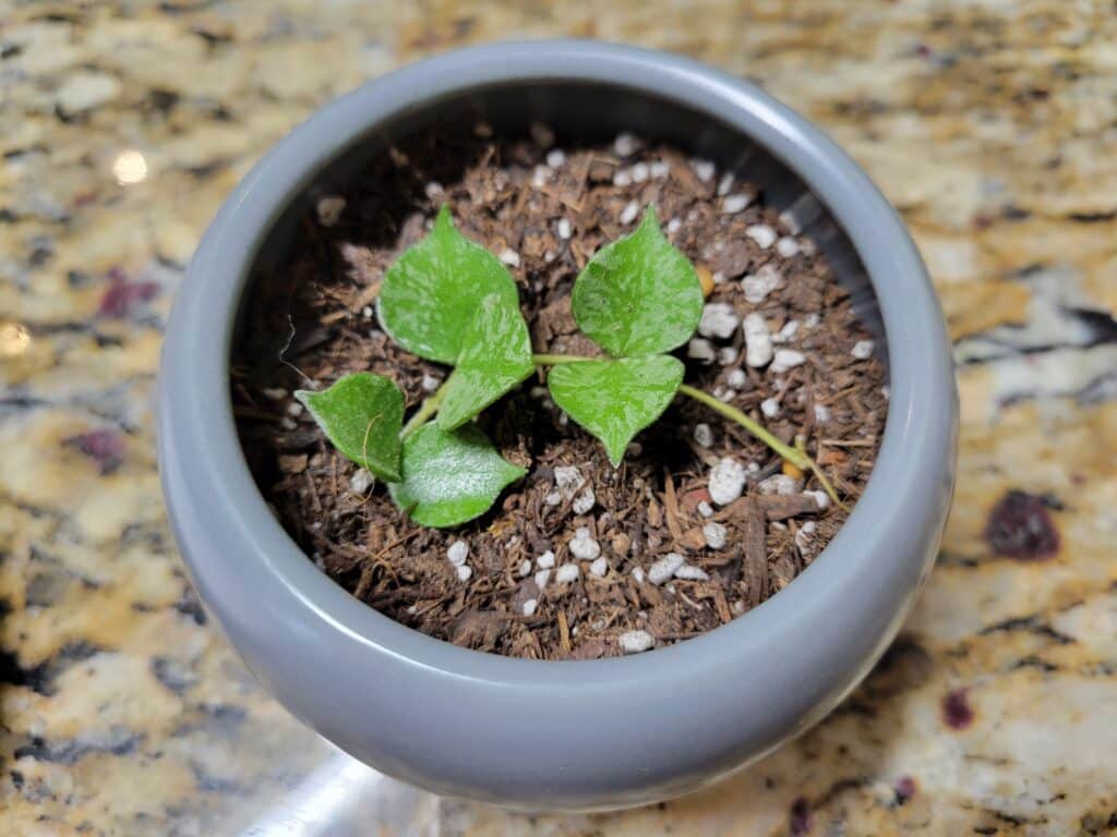 hoya curtisii soil propagation