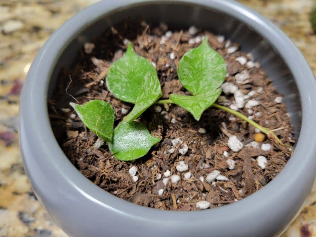 hoya cutting in soil