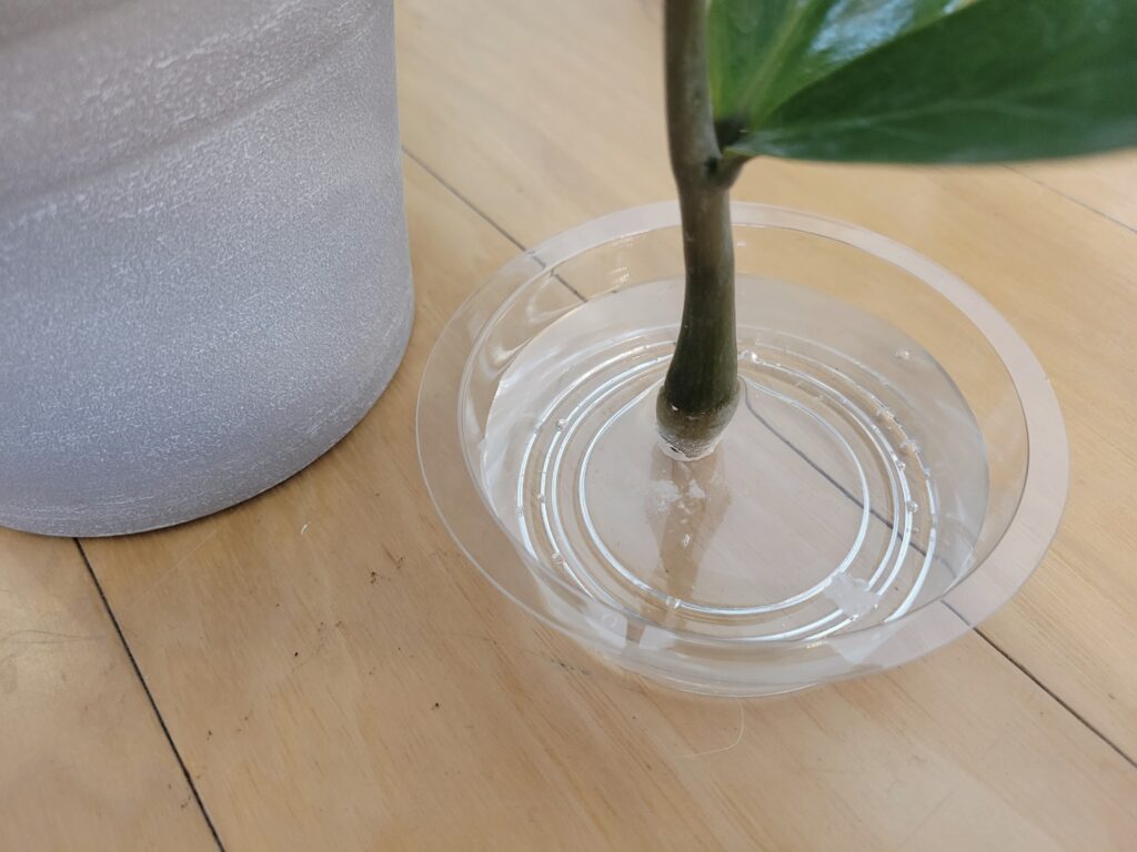 maintaining zz plant water