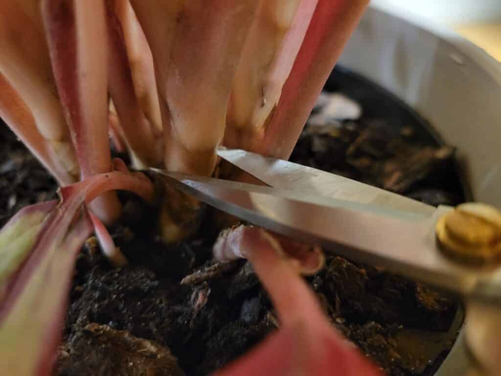 making the cuts Aglaonema propagation