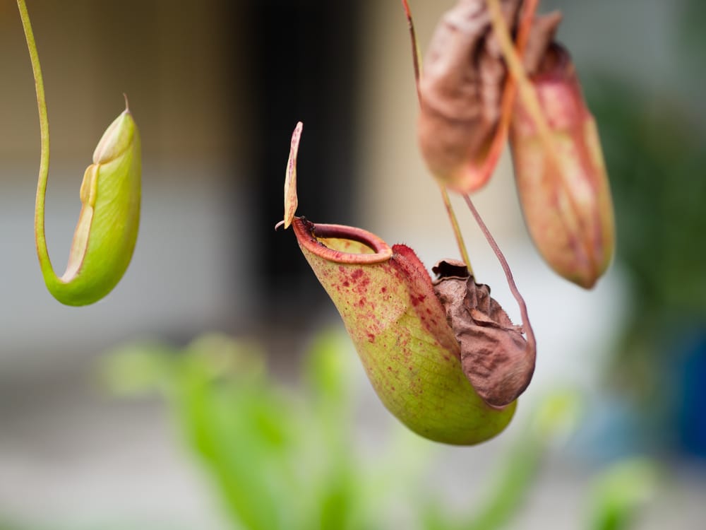 monkey cup carnivorous plant