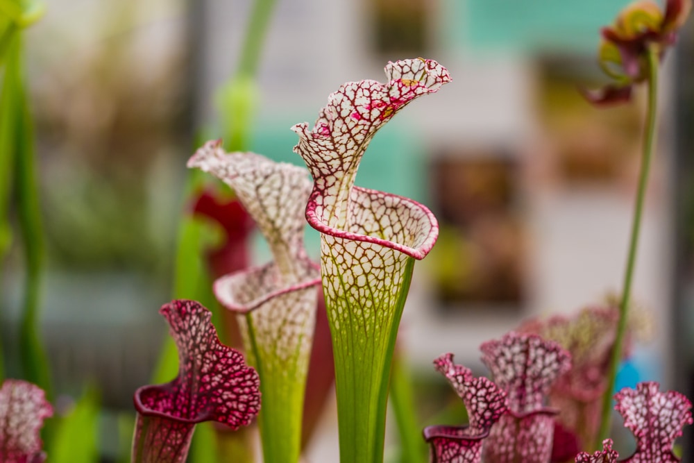 pitcher plant