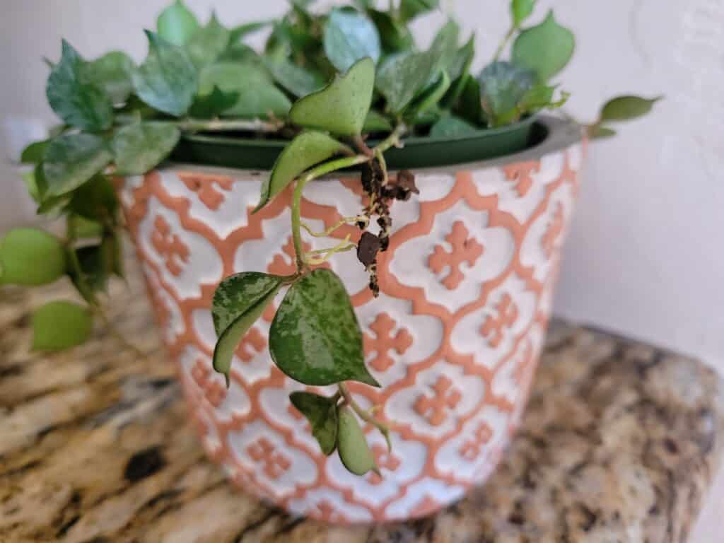 planning cuttings hoya