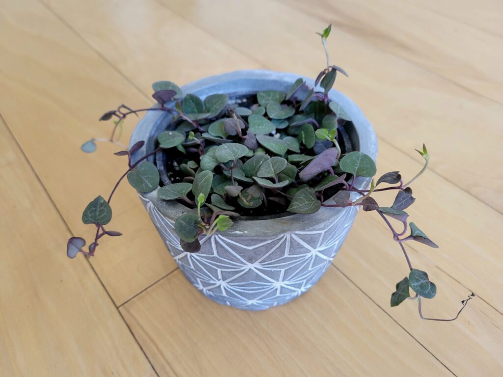 potting string of hearts