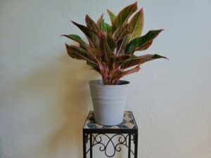 propagating aglaonema