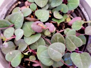 propagating string of hearts