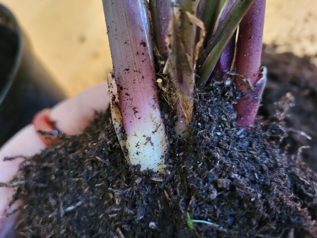 removing soil prayer plant