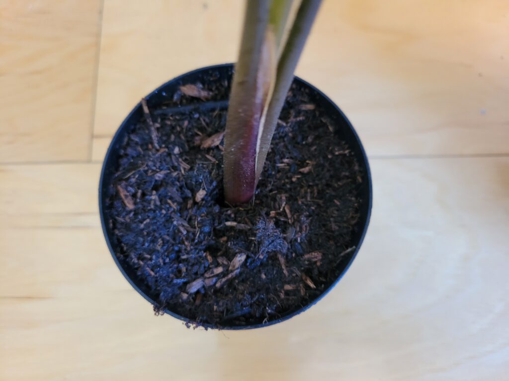 repotting prayer plant cuttings