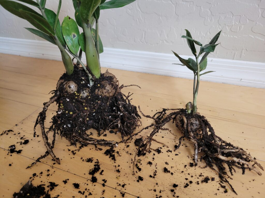 separating zz plant rhizome