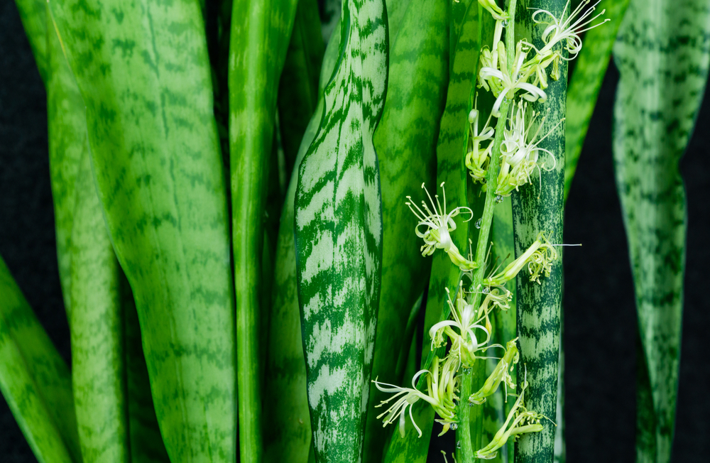 snake plant blooming