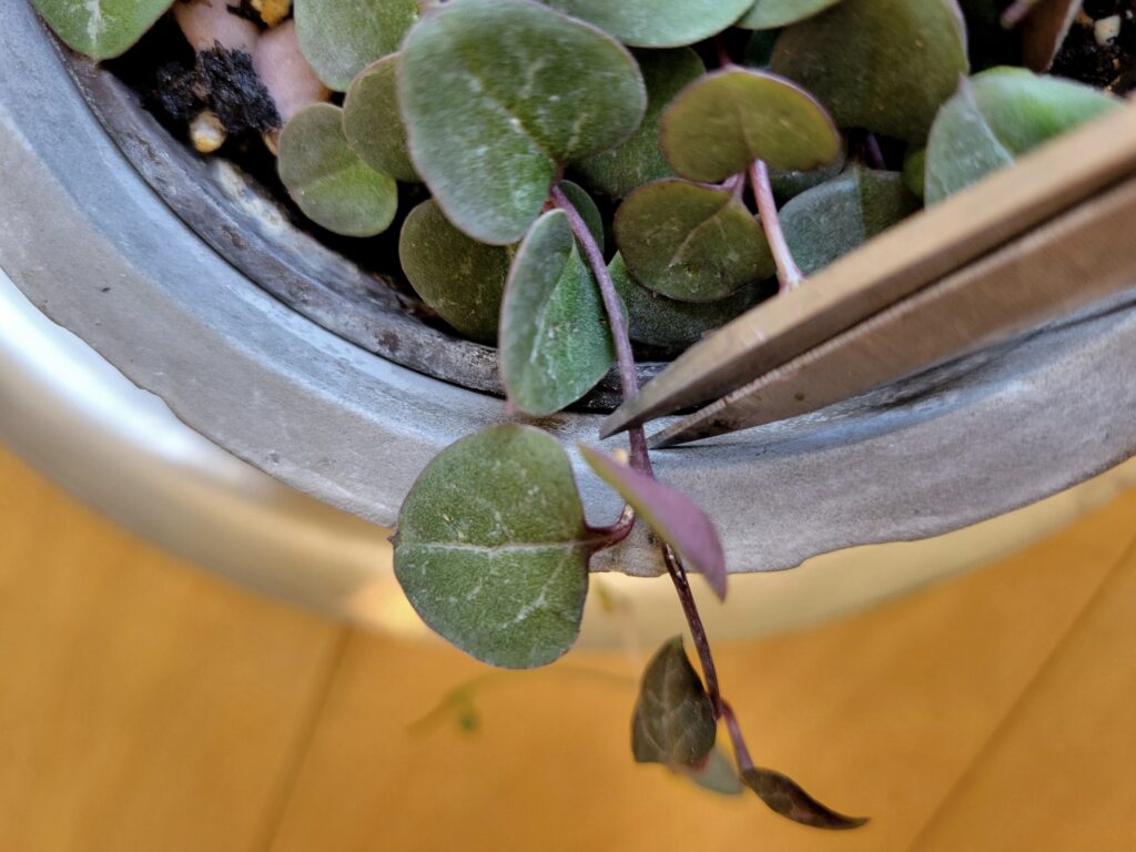 string of hearts cut for propagation