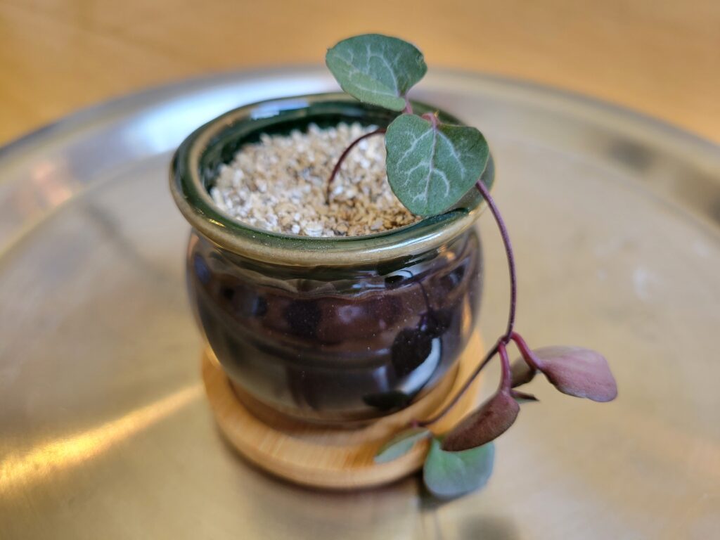 string of hearts soil propagation