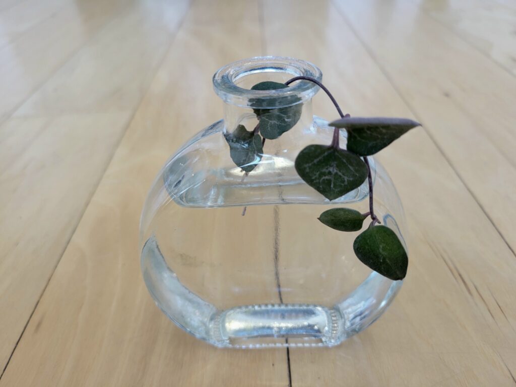 string of hearts water propagation