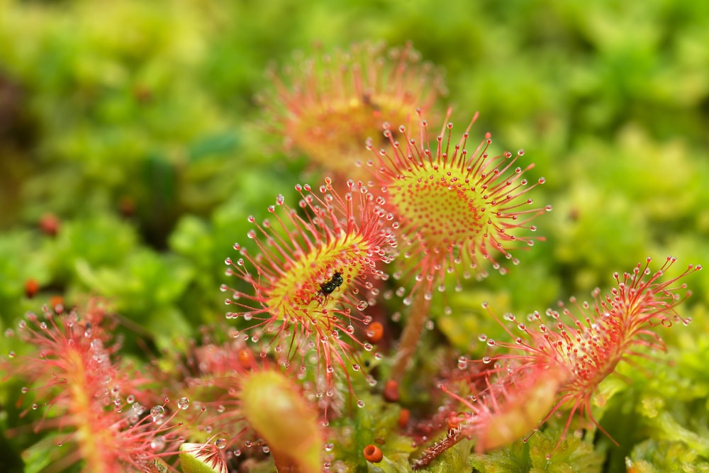 sundew plant