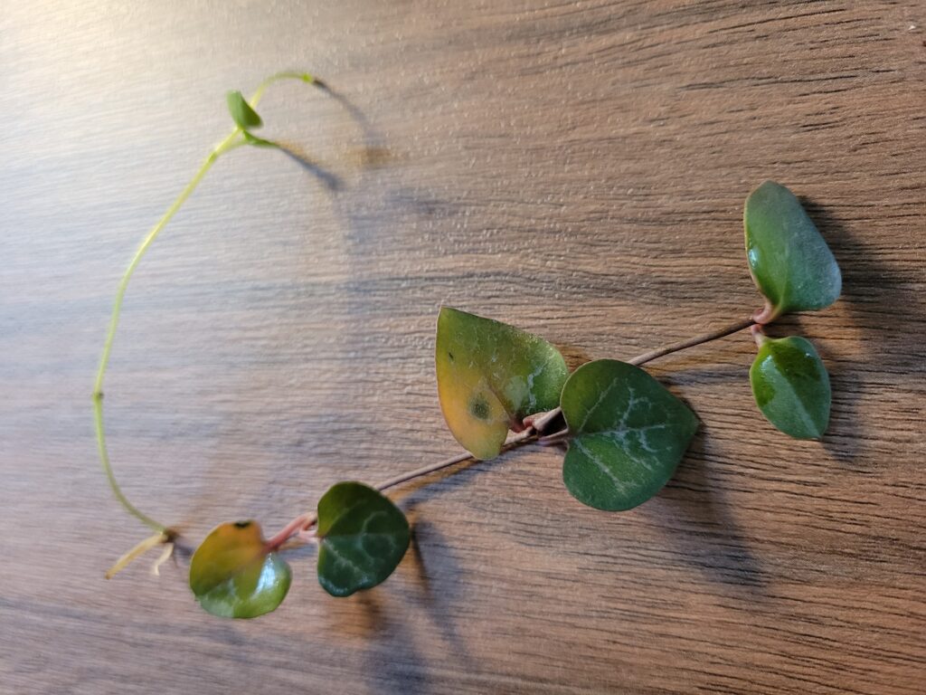 taking string of heart cuttings