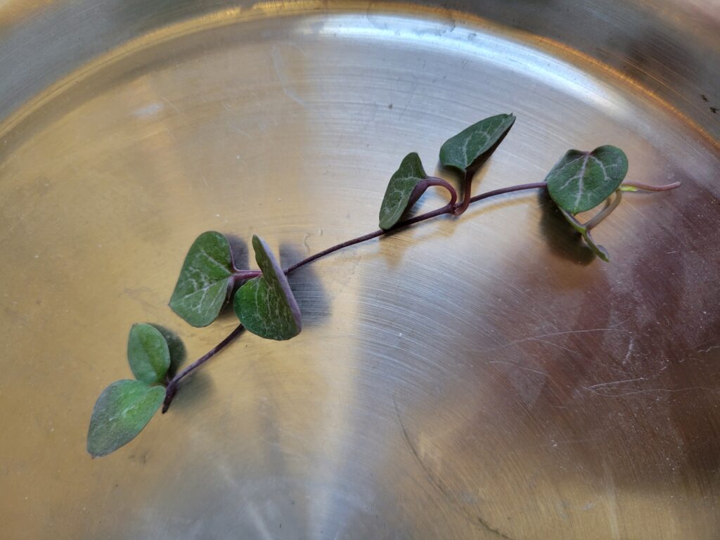 taking string of heart cuttings