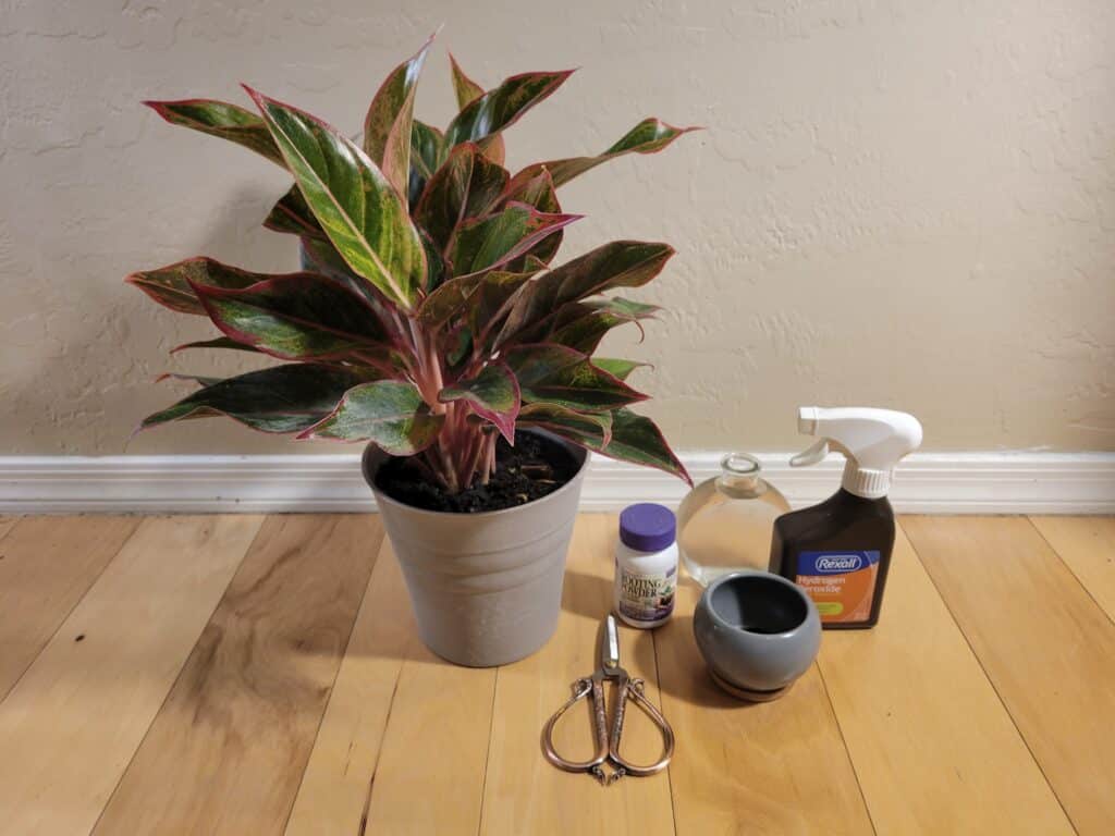 tools for Aglaonema propagation