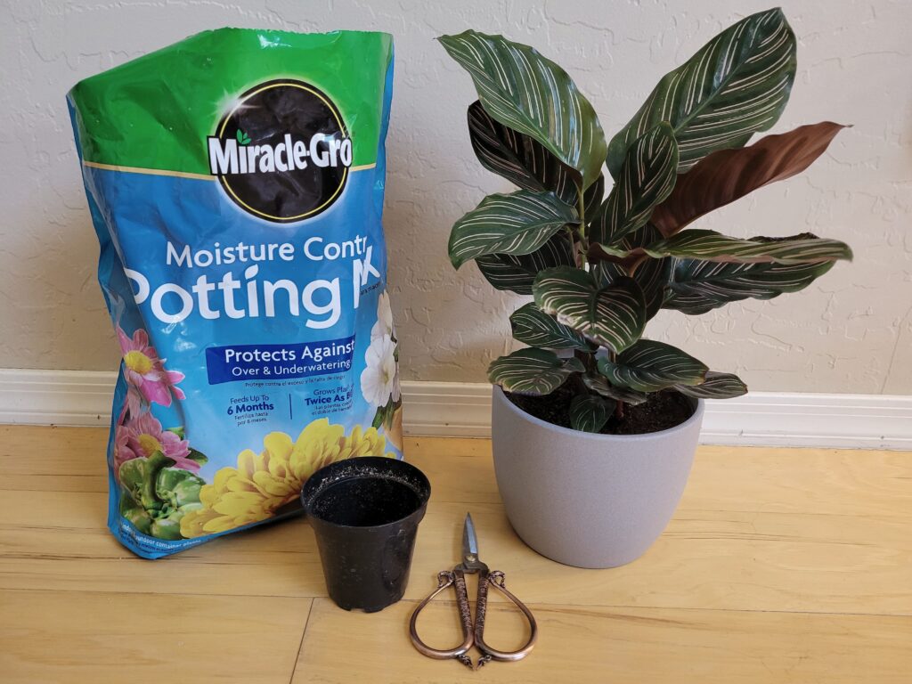 tools for prayer plant propagation