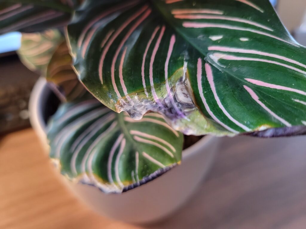 troubleshooting calathea propagation