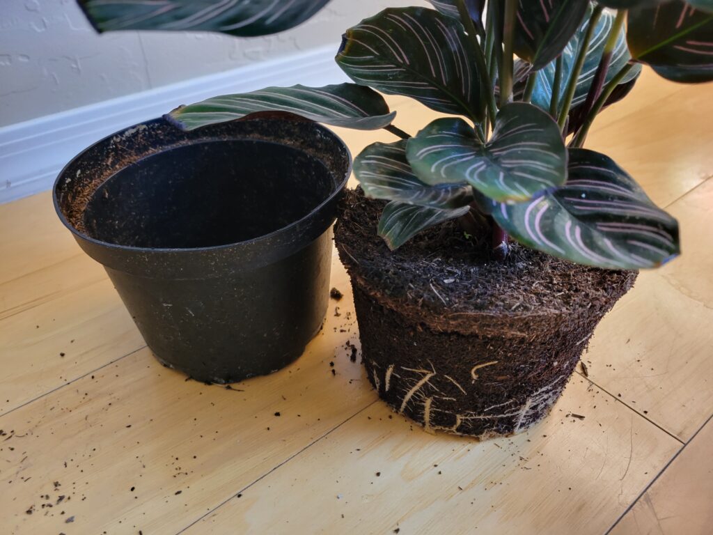 unpotting prayer plant