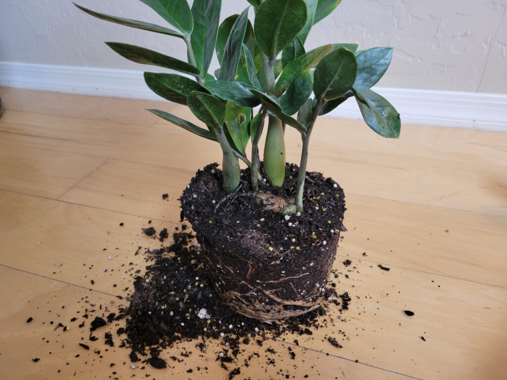 unpotting zz plant