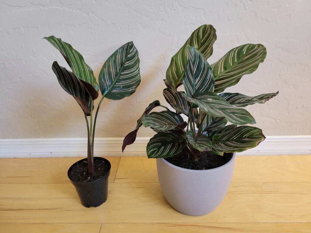 watering calathea prayer plant