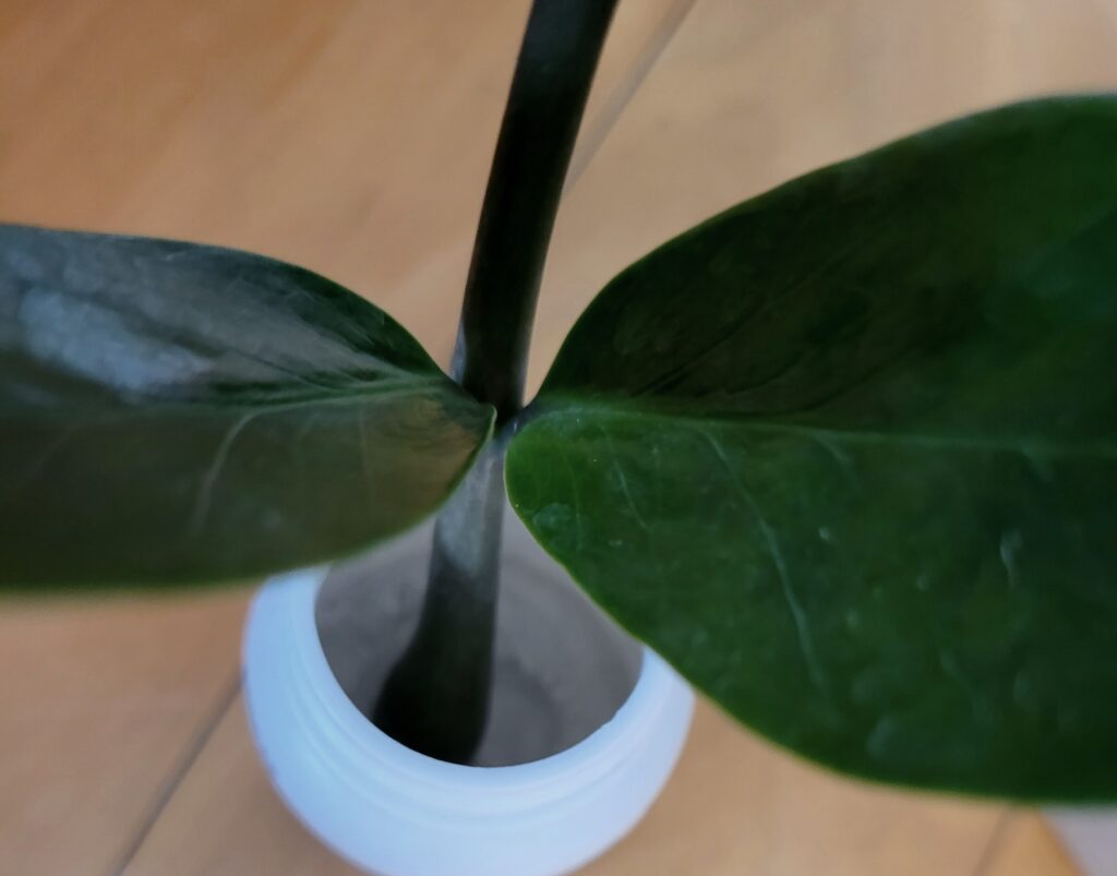 zz plant cutting in water