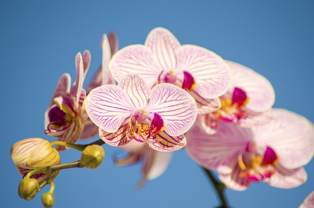 Phalaenopsis Orchid