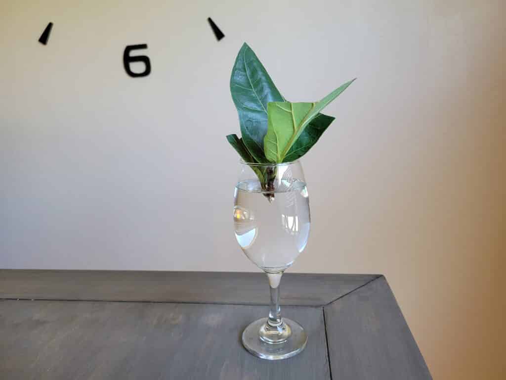 caring for fiddle leaf fig cutting