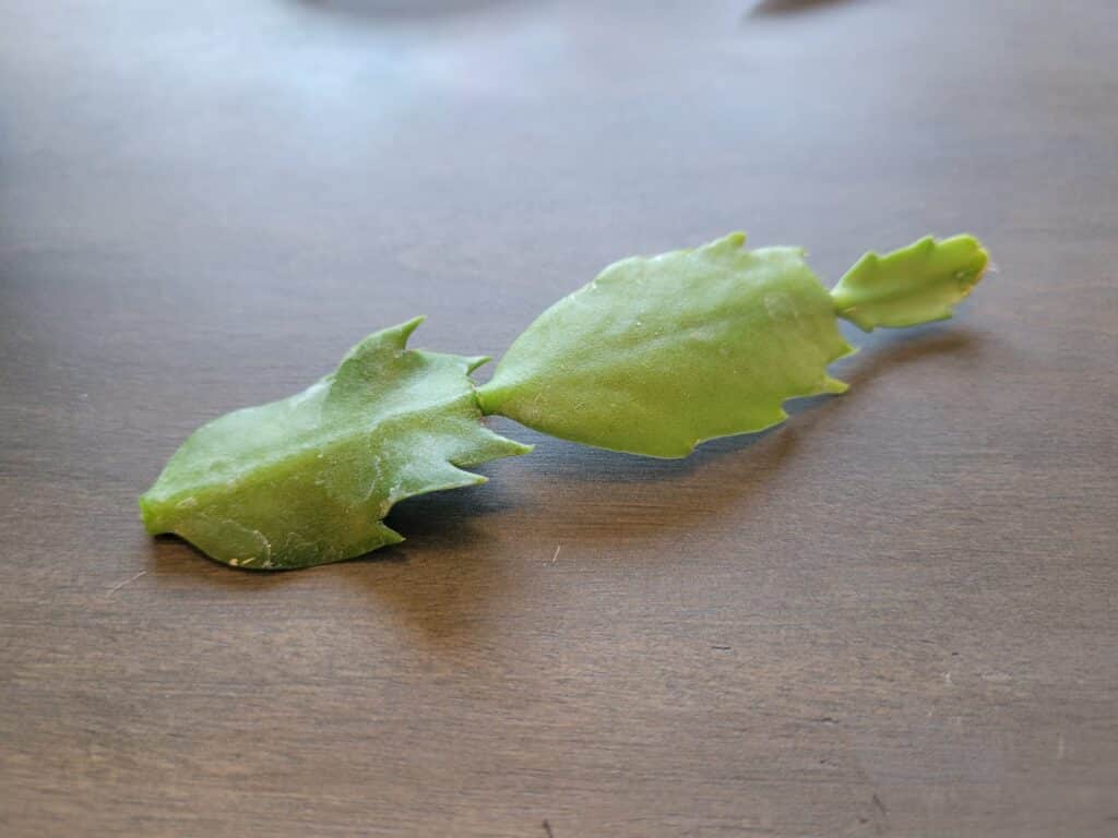 christmas cactus cutting