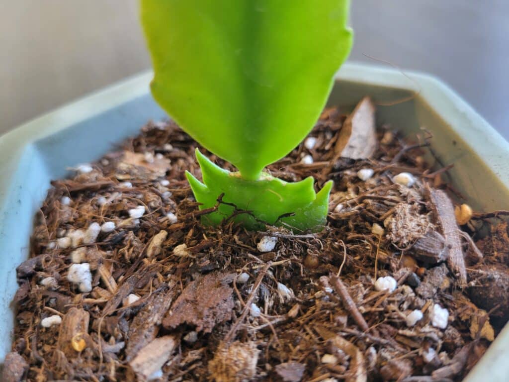 christmas cactus cutting in soil