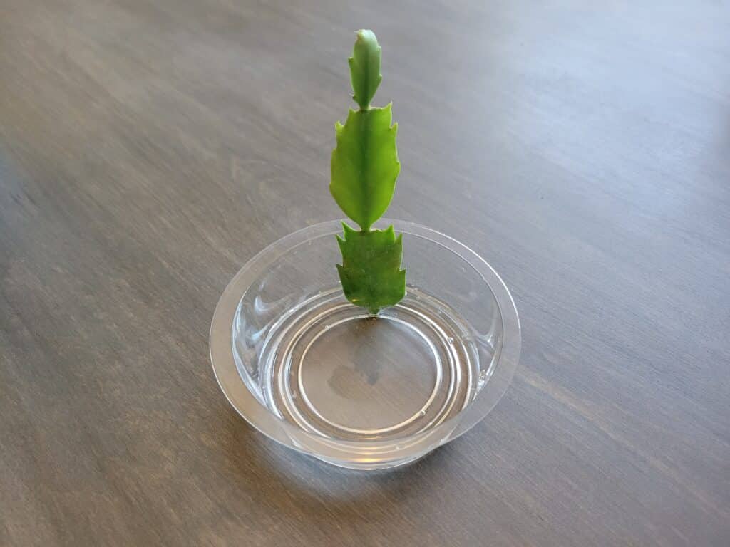 christmas cactus water propagation