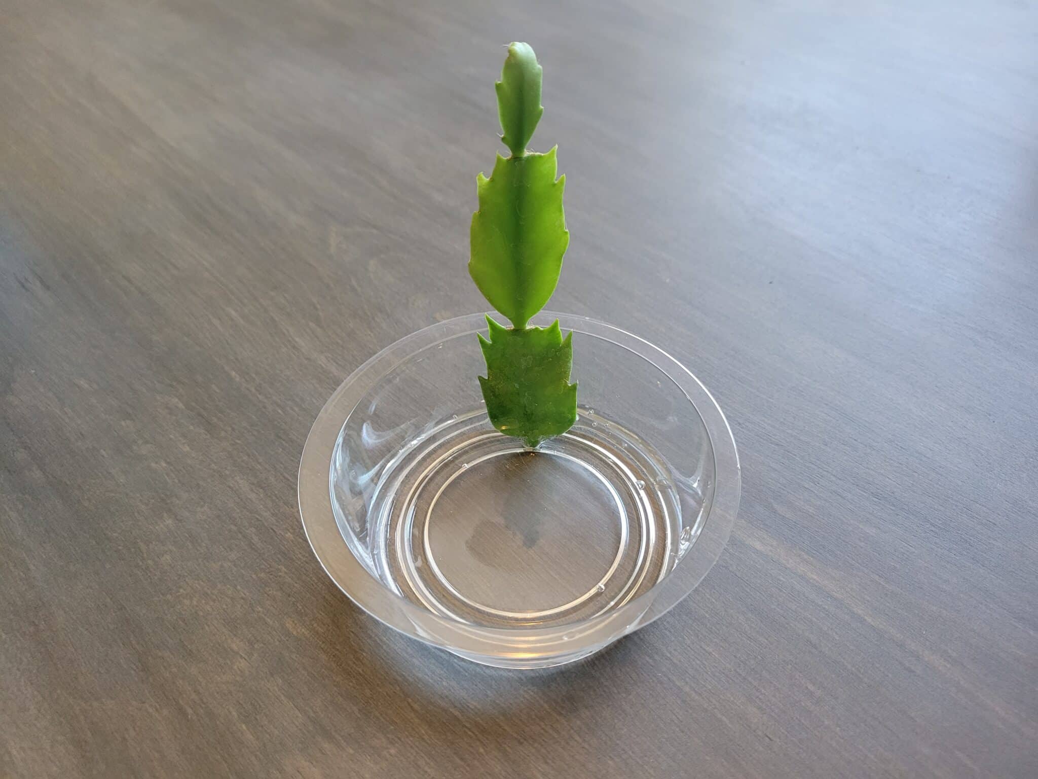 How to Propagate Christmas Cactus StepByStep (With Pictures)