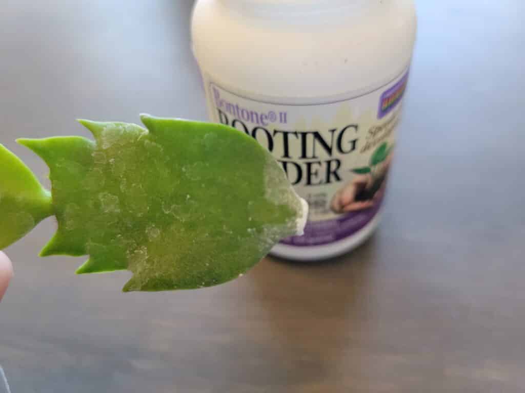 chrstmas cactus rooting hormone