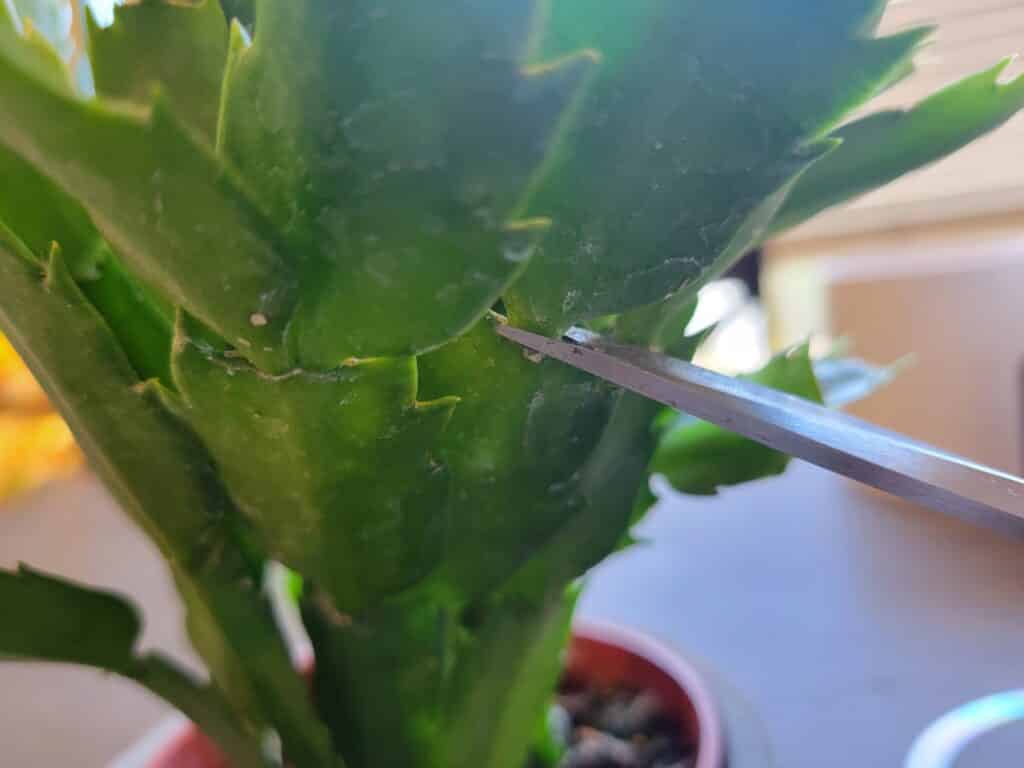 cutting christmas cactus