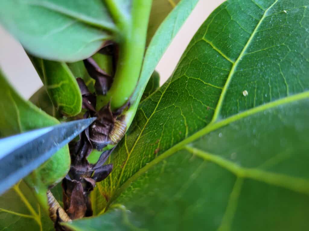 cutting fiddle leaf fig