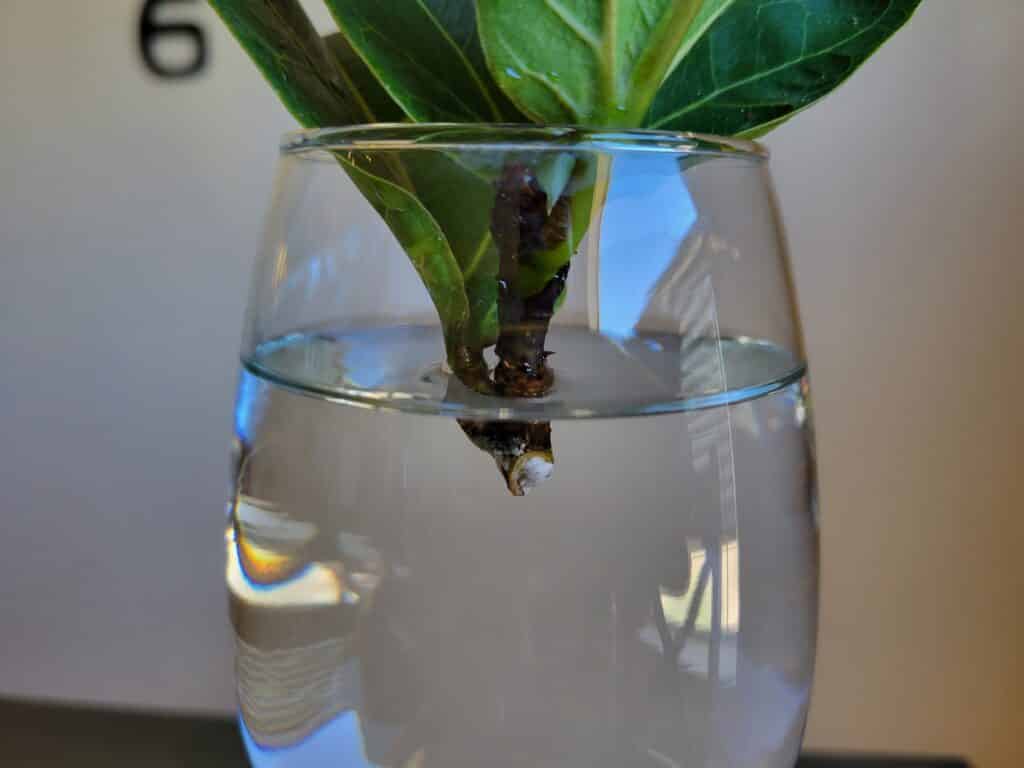 fiddle leaf fig in water