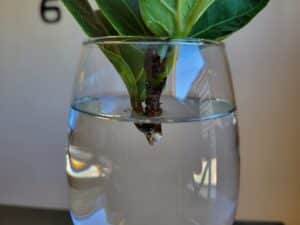 How to Propagate Fiddle Leaf Fig: Step-By-Step (With Pictures)