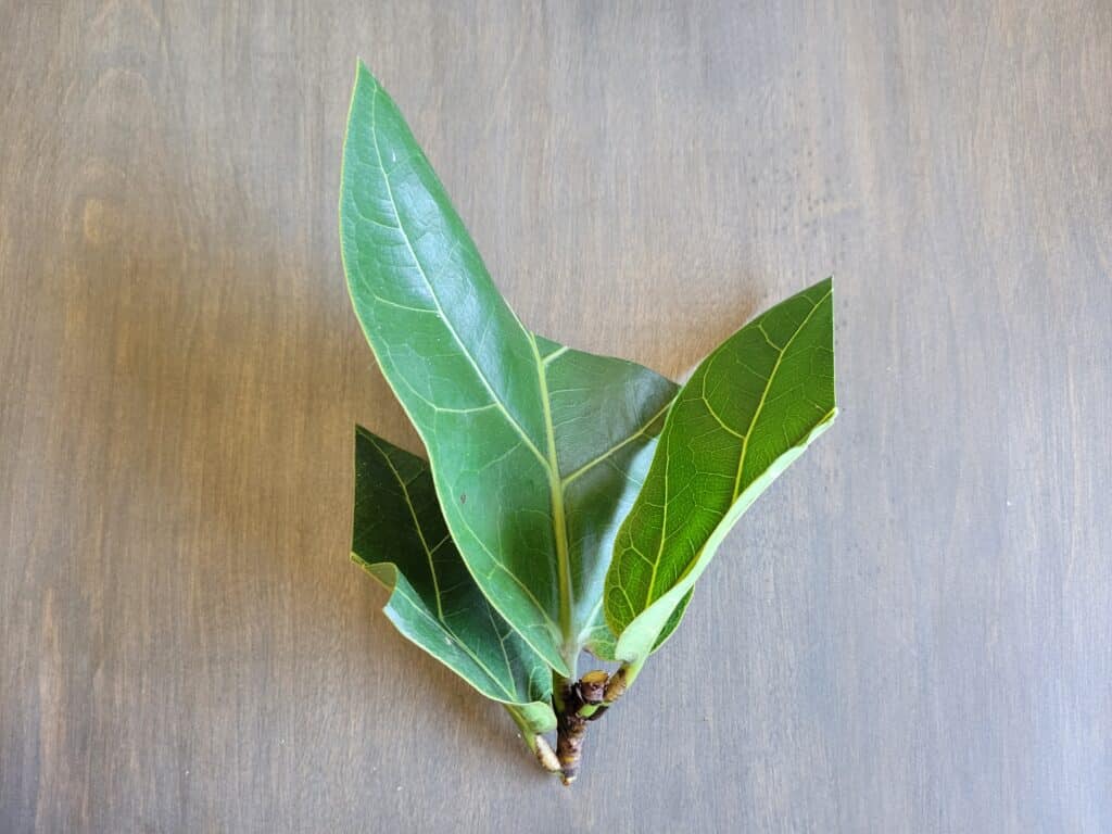 fiddle leaf fig node cutting