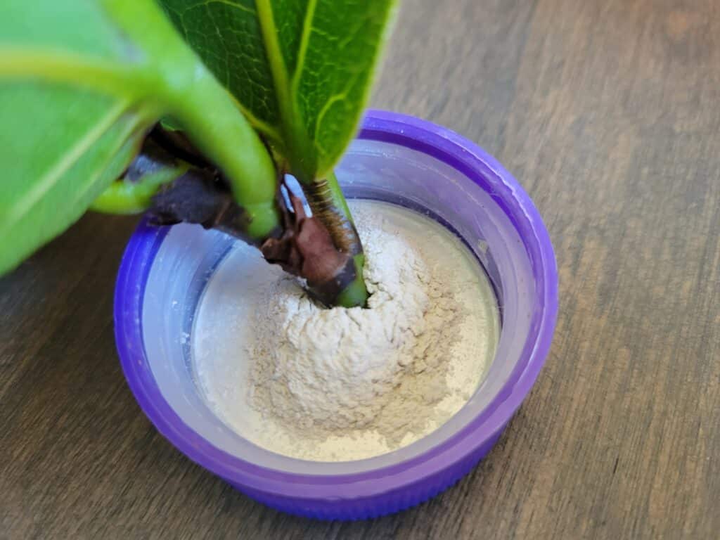 fiddle leaf fig rooting hormone