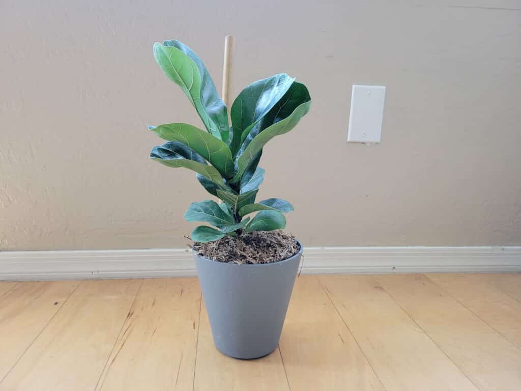 How to Propagate Fiddle Leaf Fig: Step-By-Step (With Pictures)