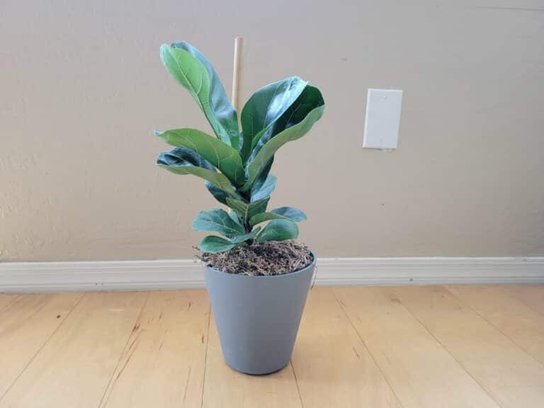 How to Propagate Fiddle Leaf Fig StepByStep (With Pictures)