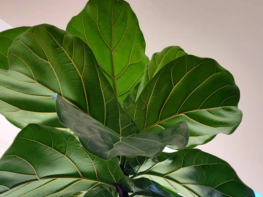 how to propagate fiddle leaf fig